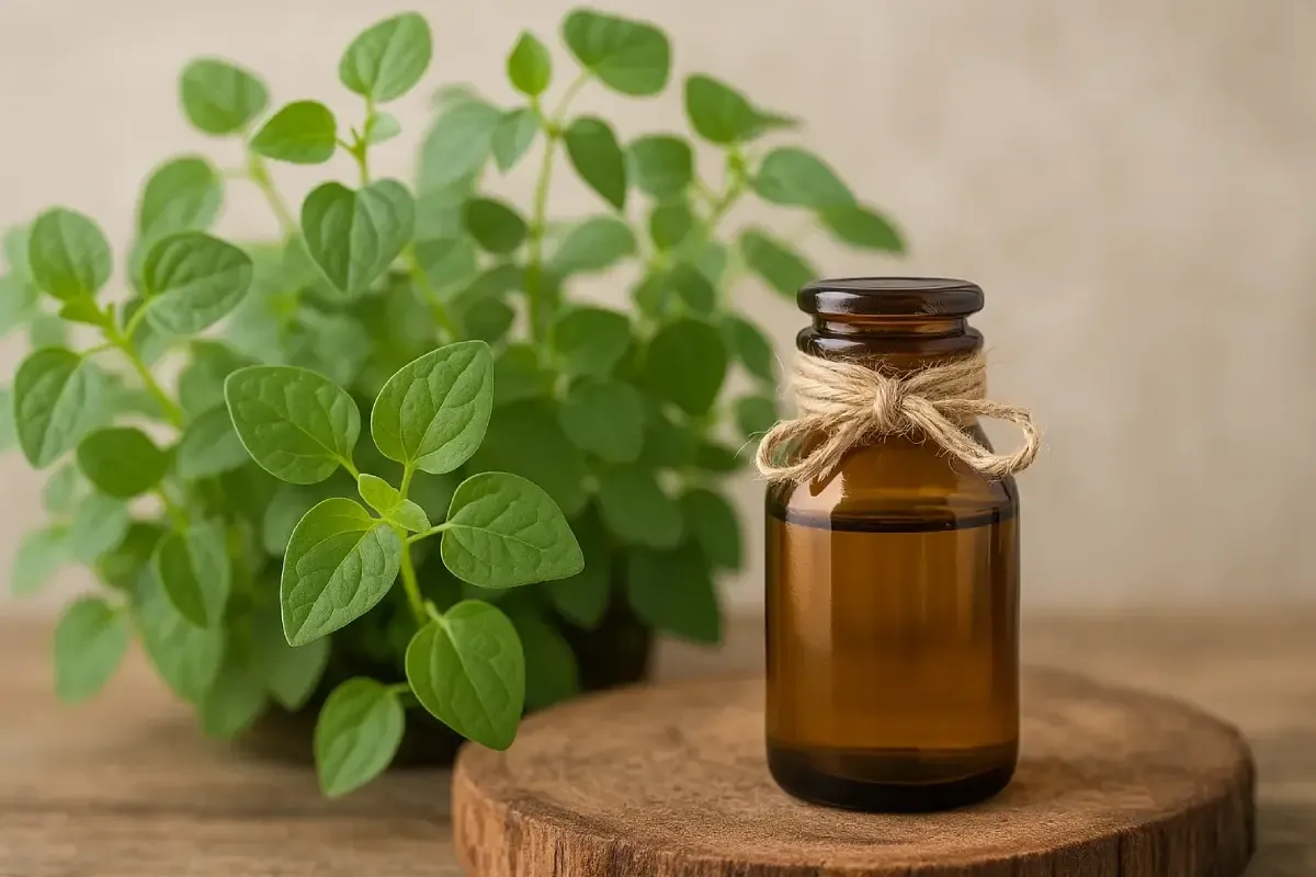 Manfaat sirih cina yang sering diabaikan tapi punya banyak potensi untuk kesehatan dan kecantikan.